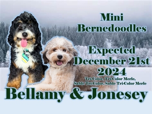 Mini Bernedoodles (Bellamy & Jonesey)